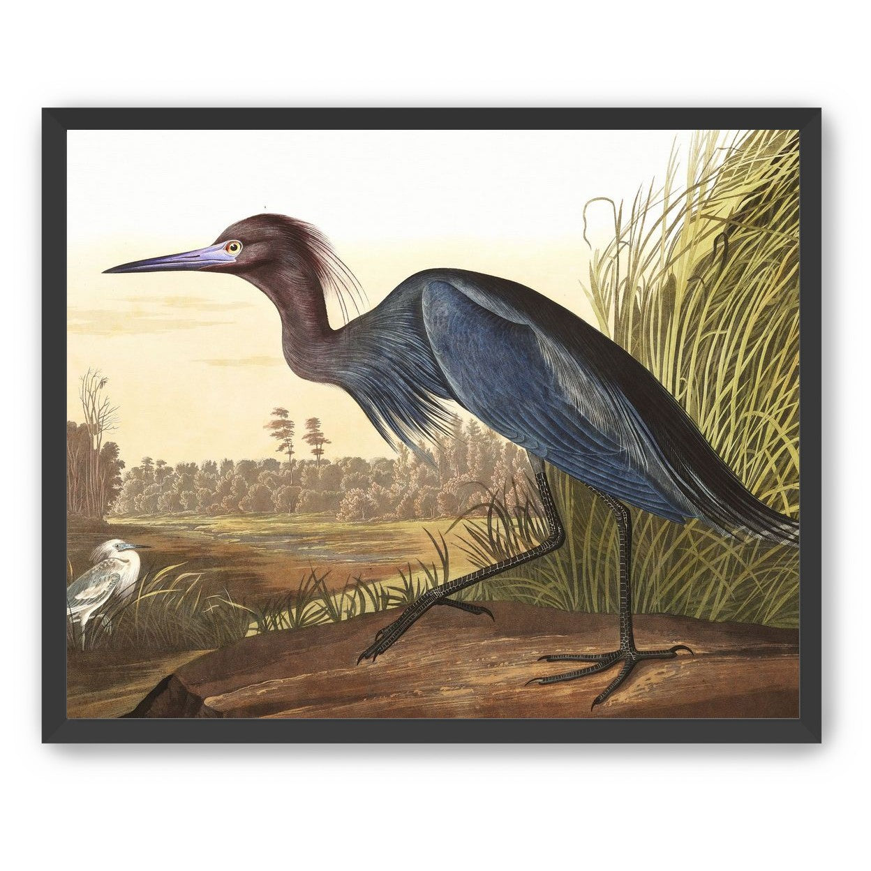 Great Blue Heron