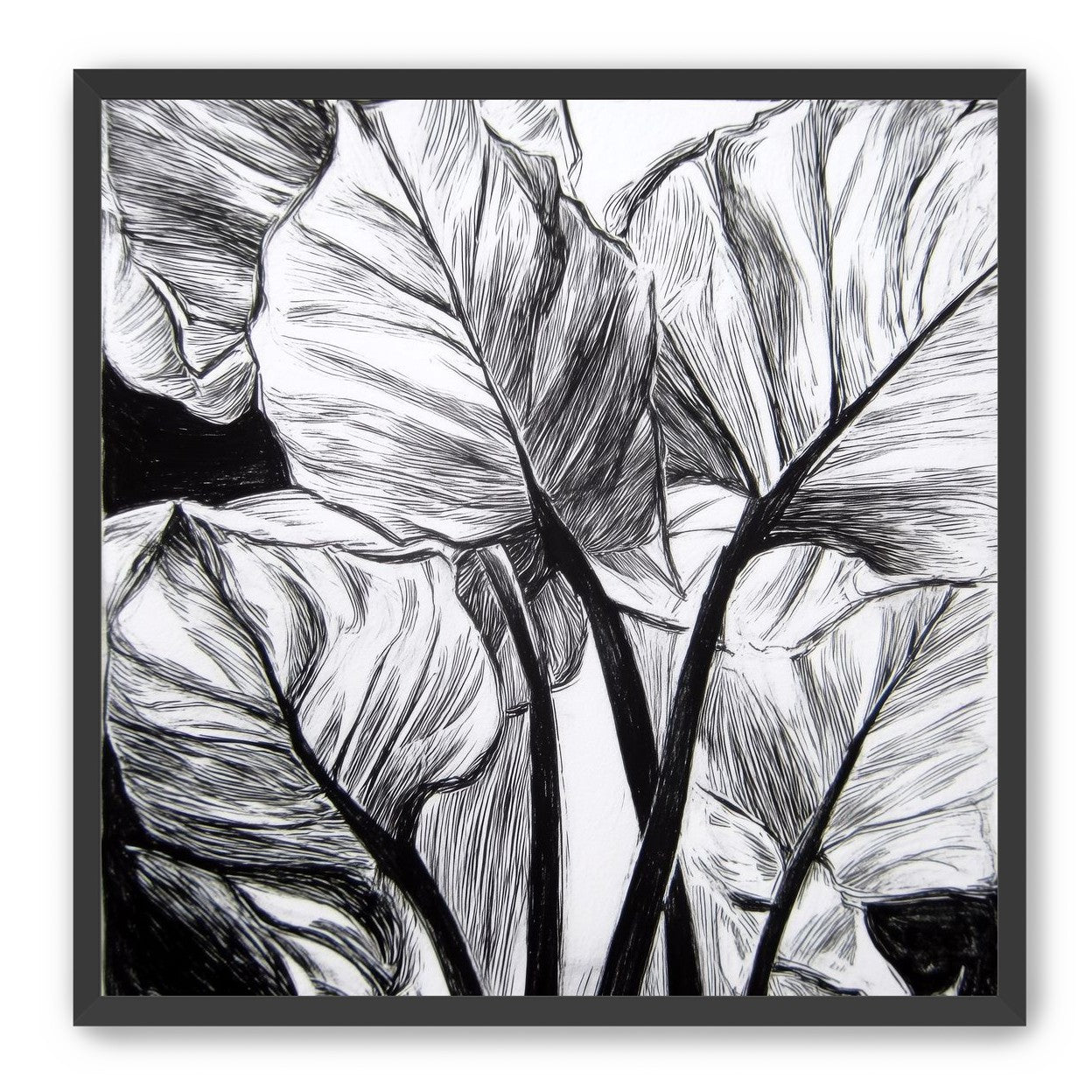 Overlapping Leaves on Dark Ground