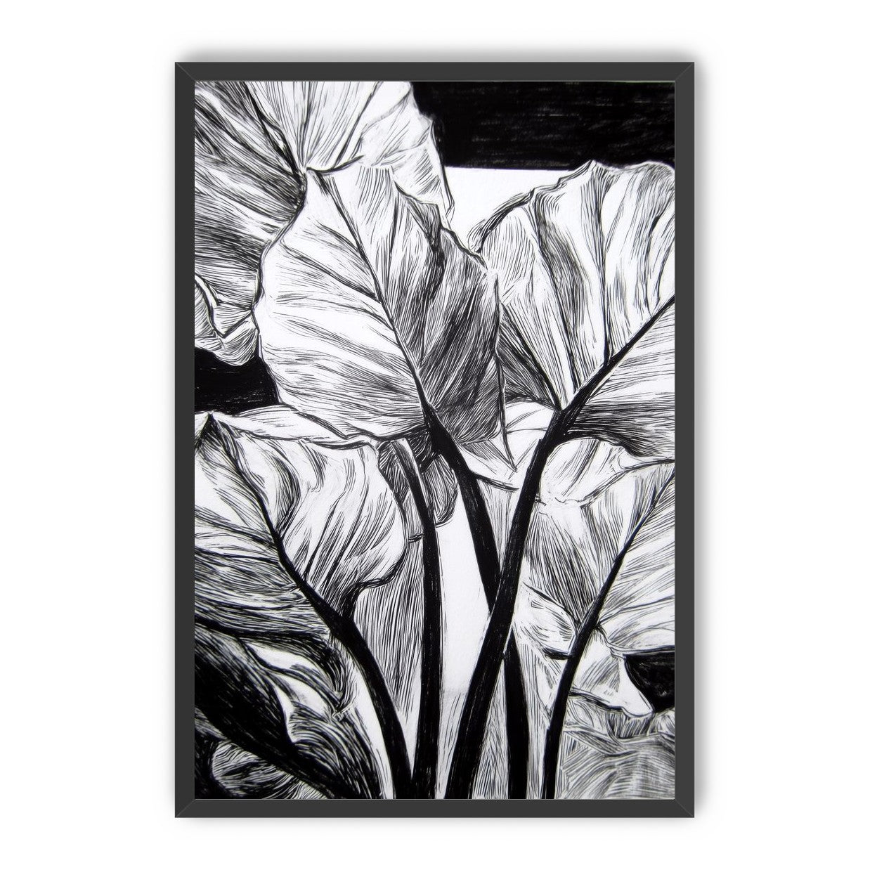 Overlapping Leaves on Dark Ground