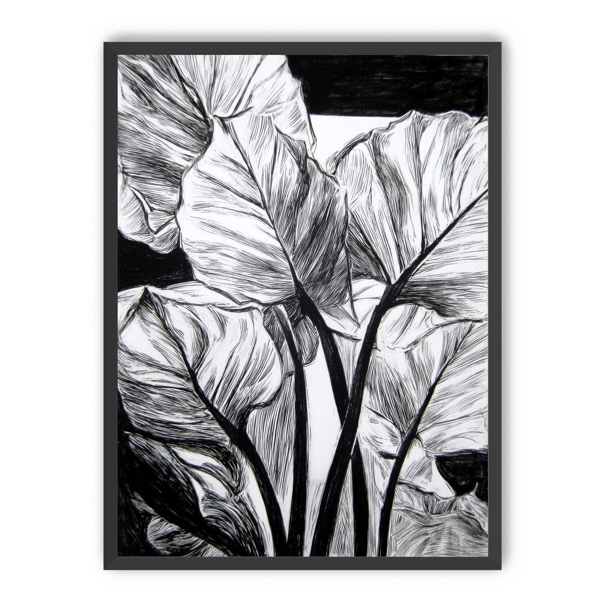 Overlapping Leaves on Dark Ground