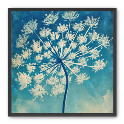 Laceflower Bloom