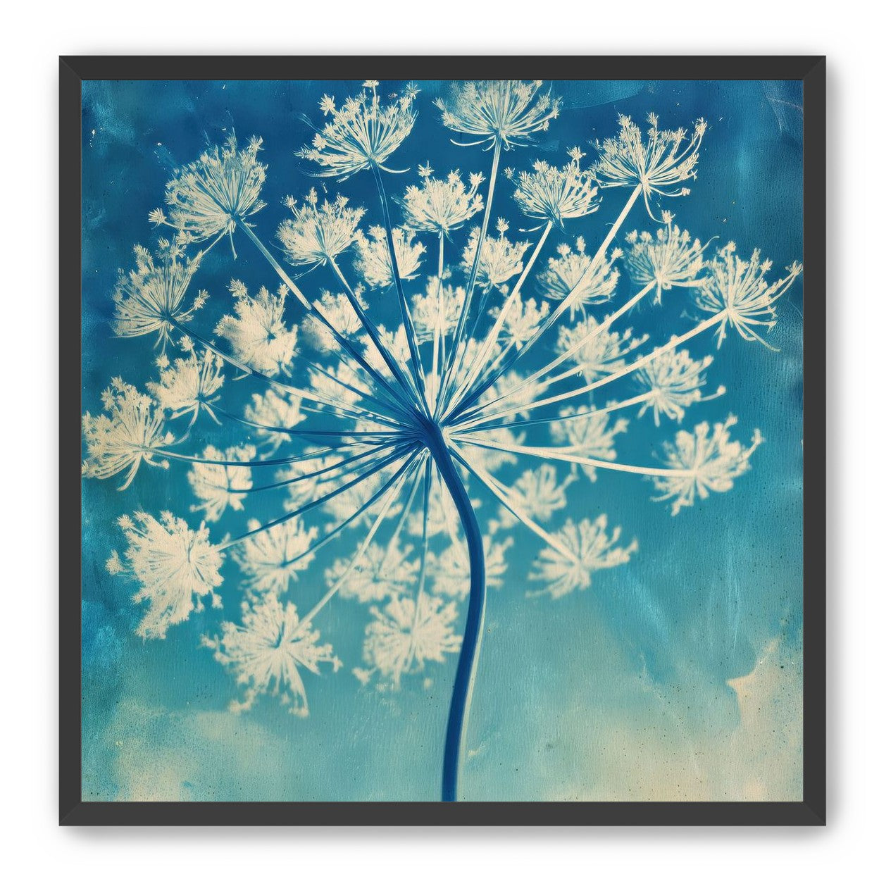 Laceflower Bloom