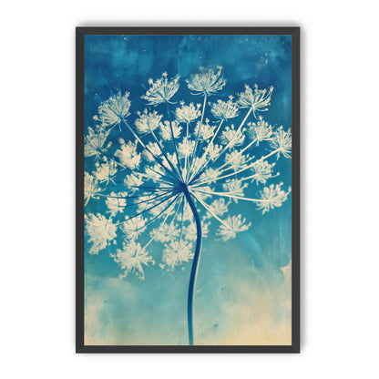 Laceflower Bloom