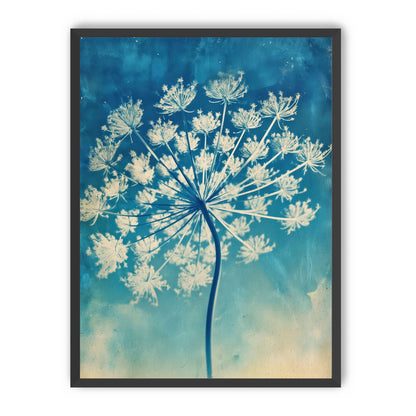 Laceflower Bloom