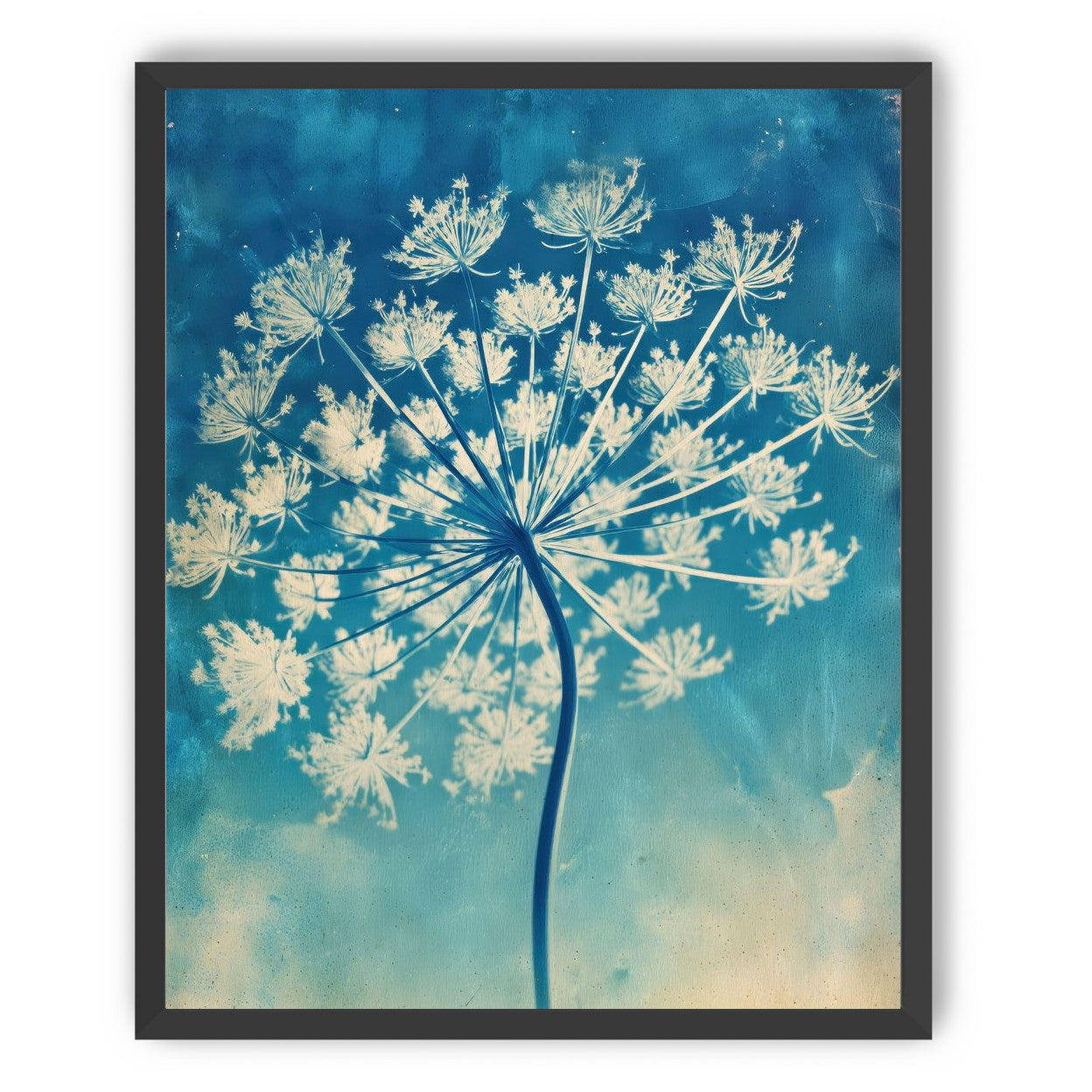Laceflower Bloom