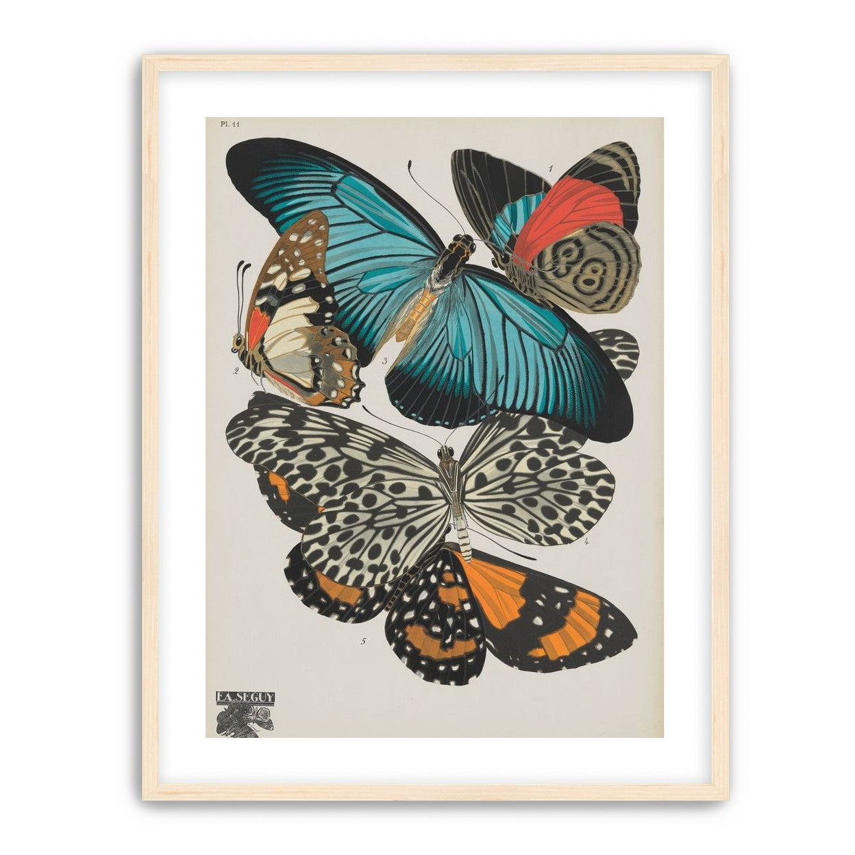 Turquoise wings over orange velvet