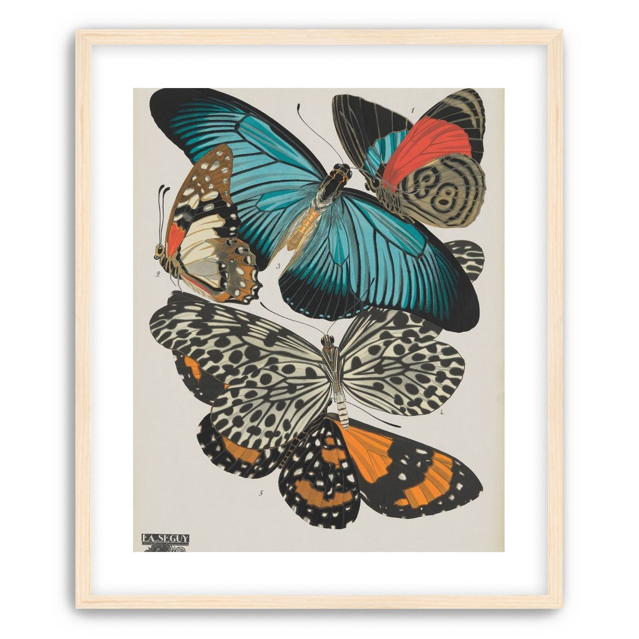 Turquoise wings over orange velvet