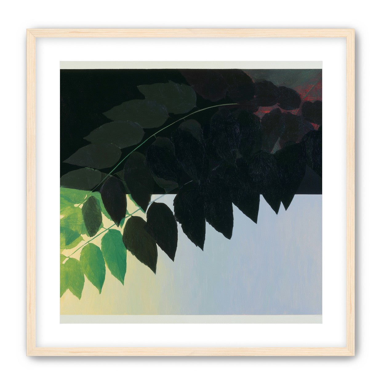 Leaves crossing into shadow