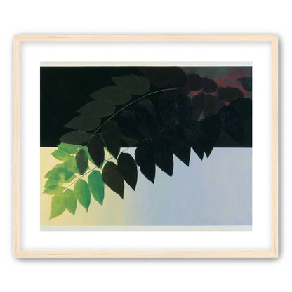 Leaves crossing into shadow