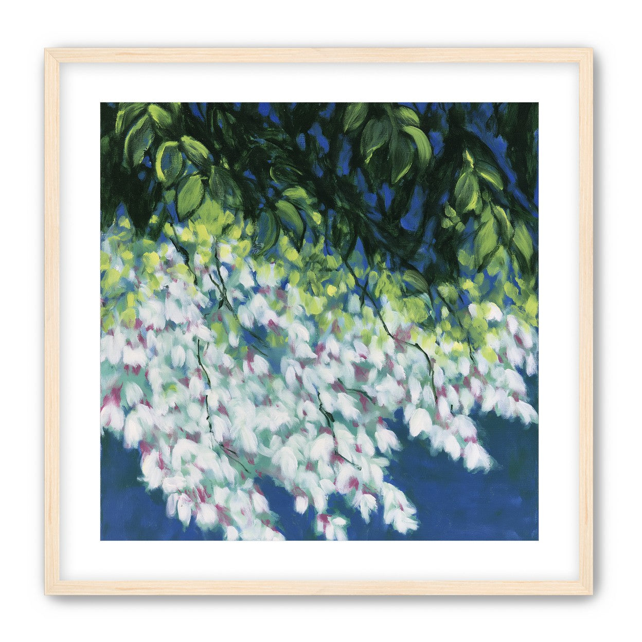 White blossoms in blue shade