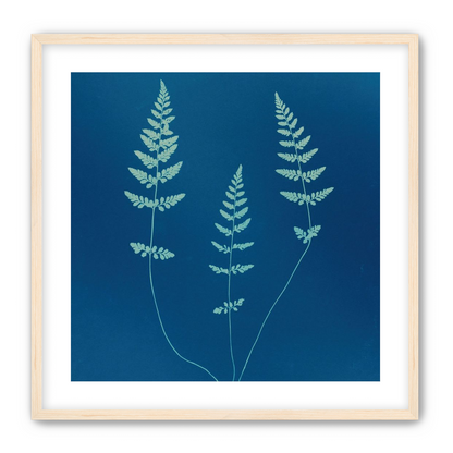 Three ferns in blue