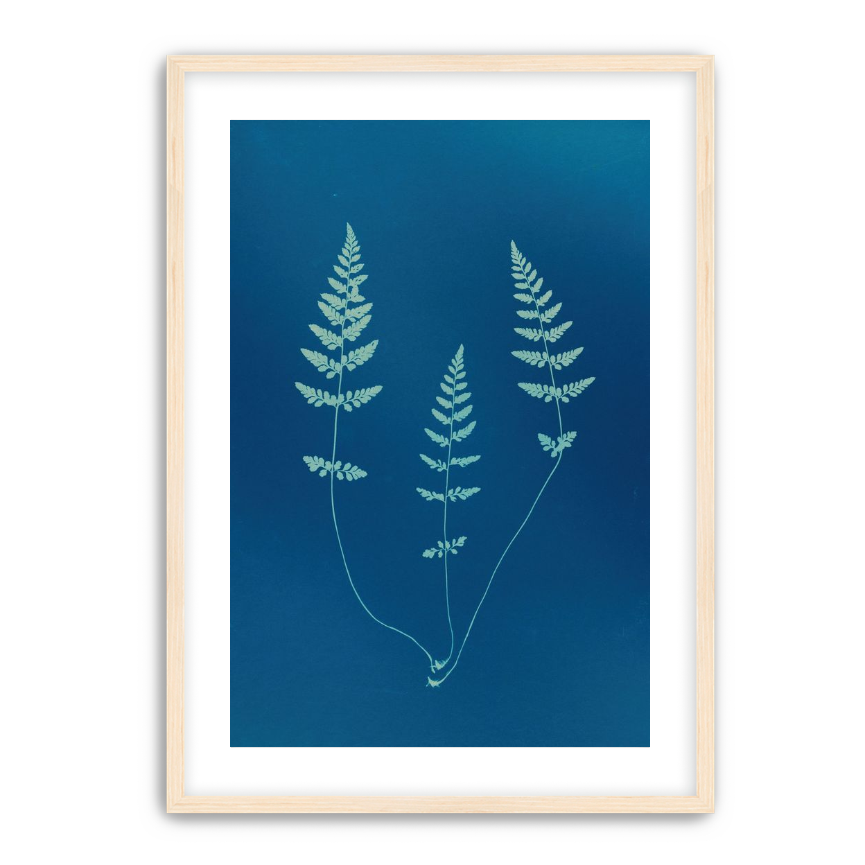 Three ferns in blue