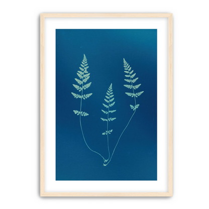 Three ferns in blue