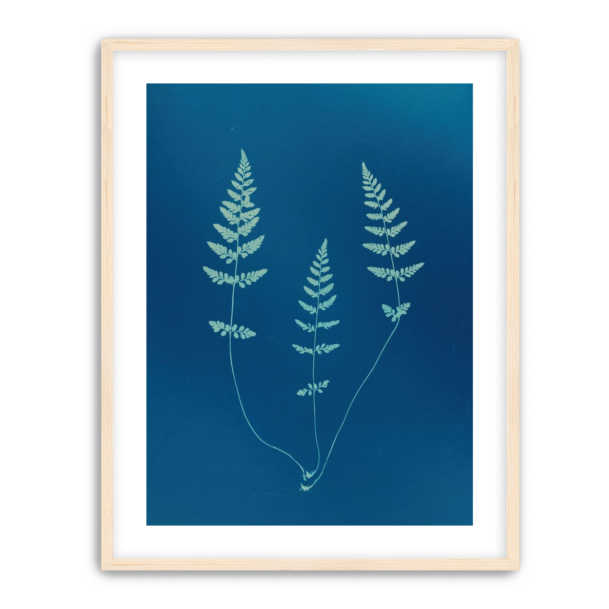 Three ferns in blue