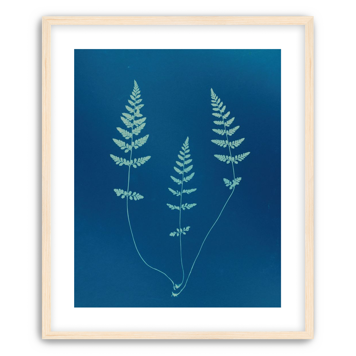 Three ferns in blue