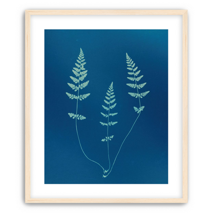 Three ferns in blue