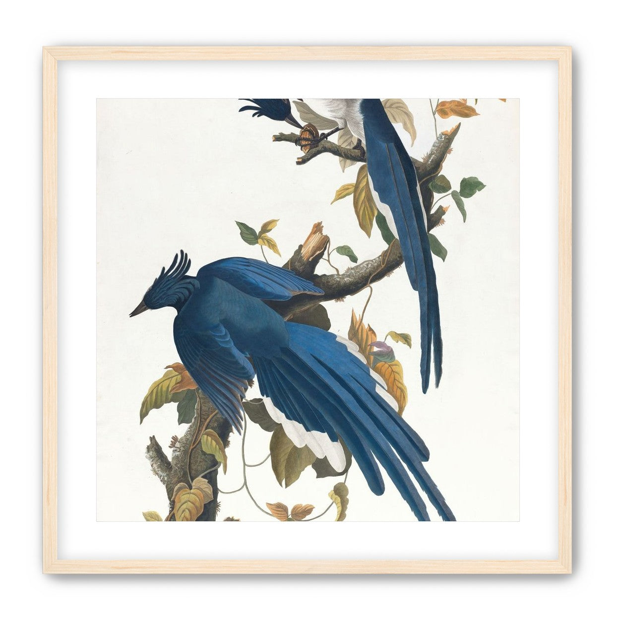 Butterfly under blue beaks