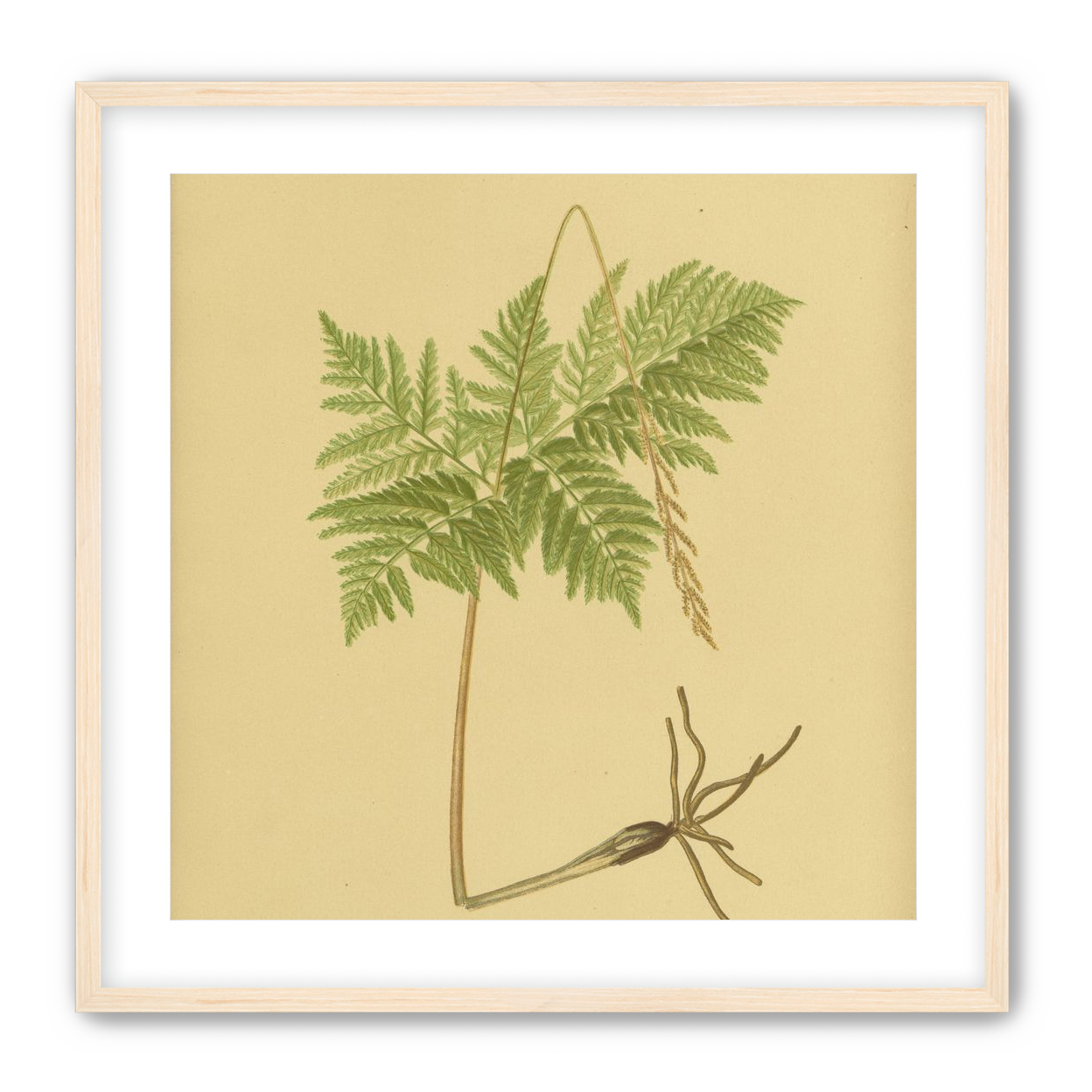 Fern fronds above bare roots