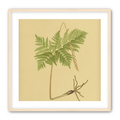 Fern fronds above bare roots