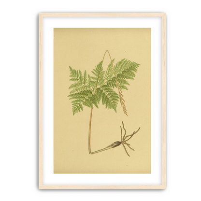 Fern fronds above bare roots