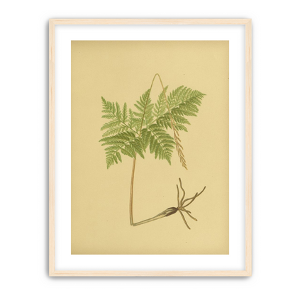 Fern fronds above bare roots
