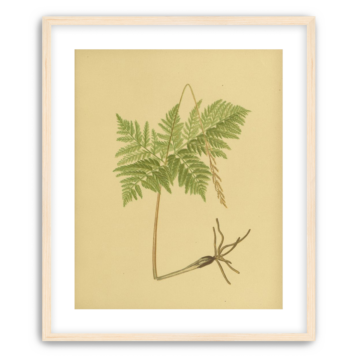 Fern fronds above bare roots
