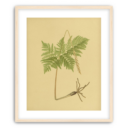 Fern fronds above bare roots