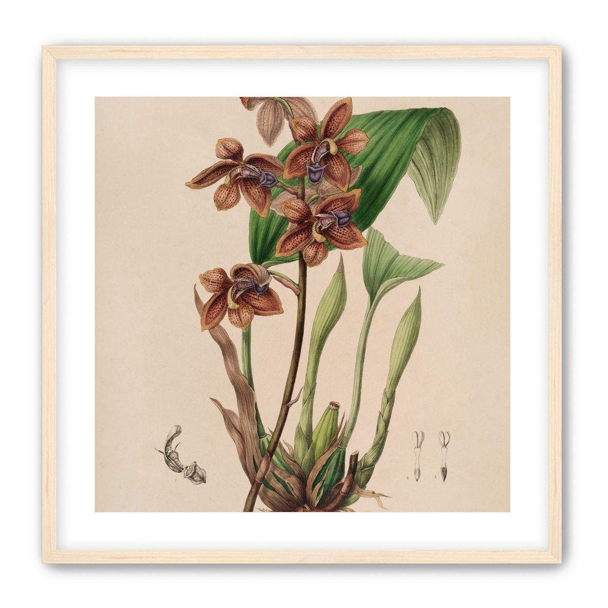 Speckled orchids on pale paper
