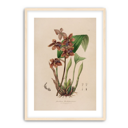 Speckled orchids on pale paper
