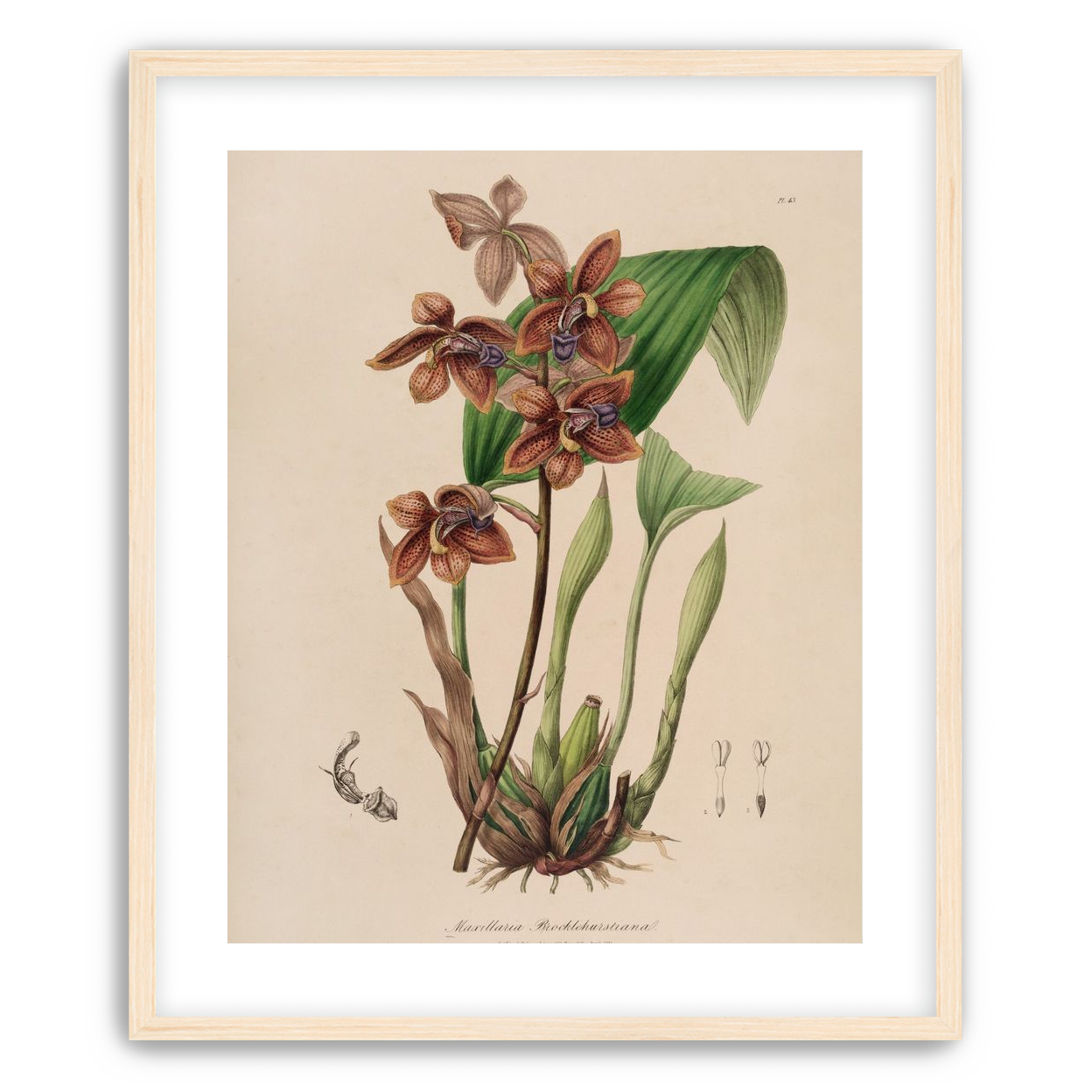 Speckled orchids on pale paper