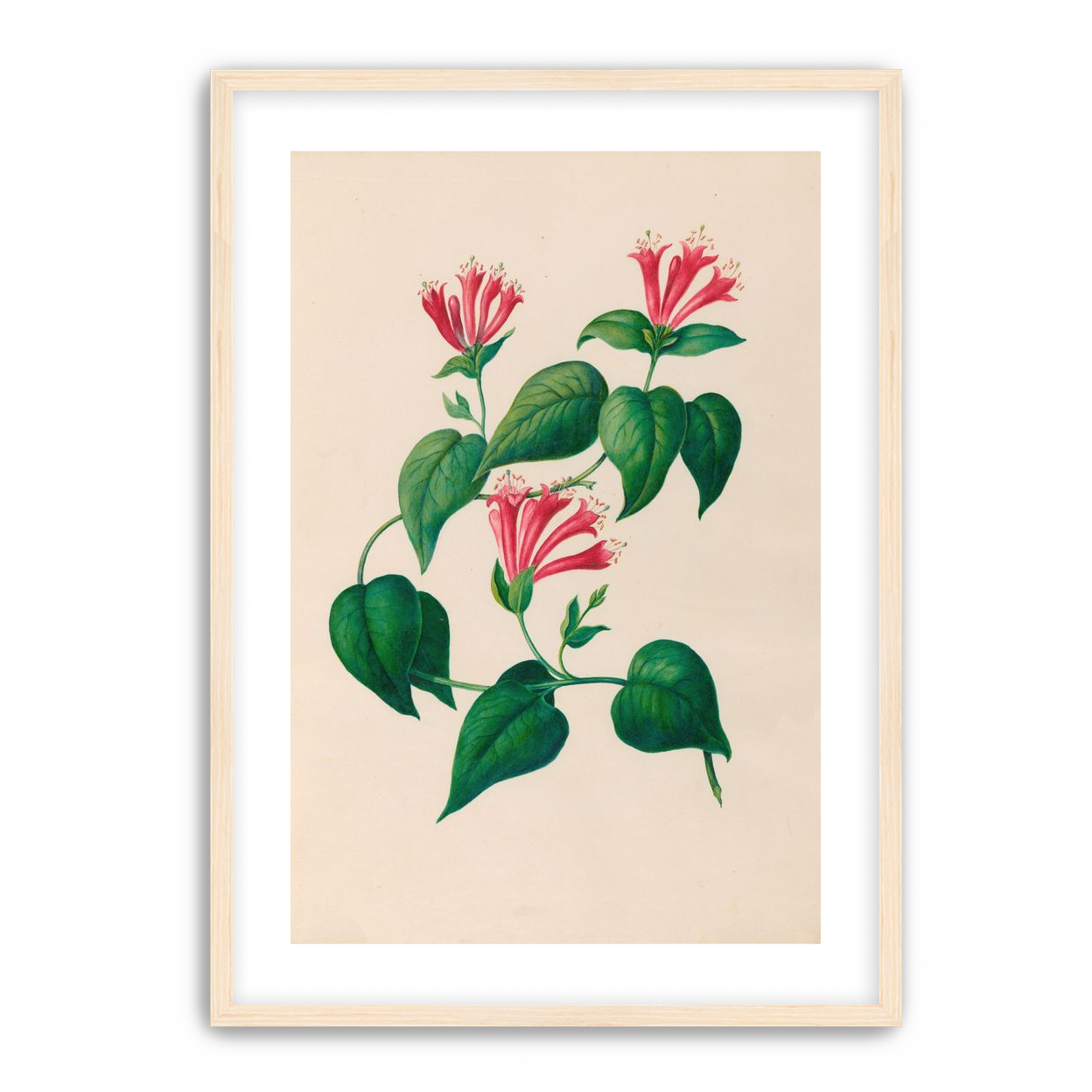 Three trumpets on a vine