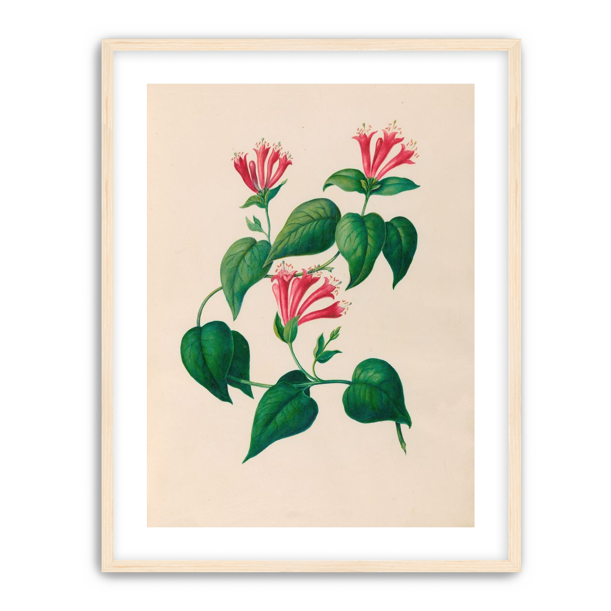 Three trumpets on a vine