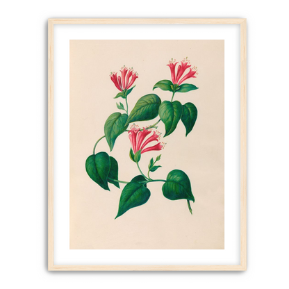 Three trumpets on a vine