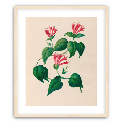 Three trumpets on a vine