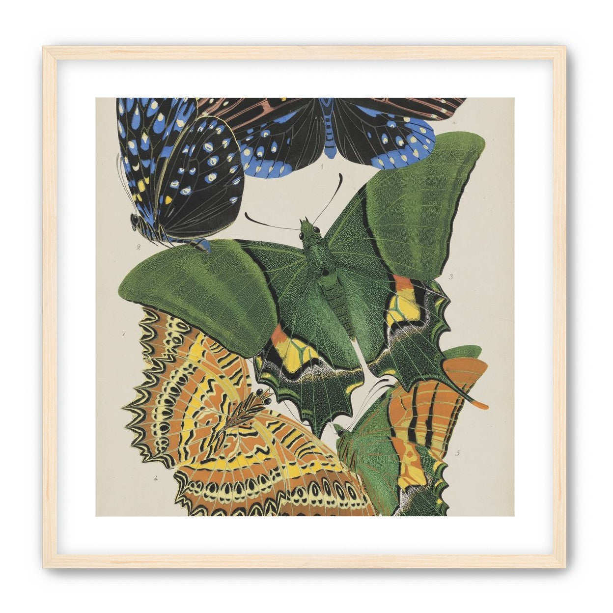 Butterflies on a pale plate