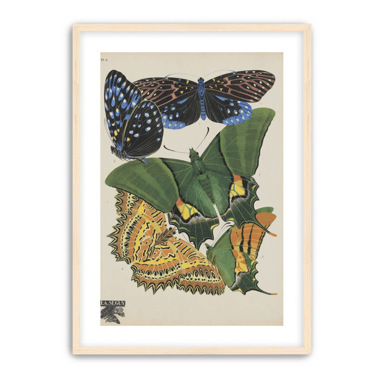 Butterflies on a pale plate