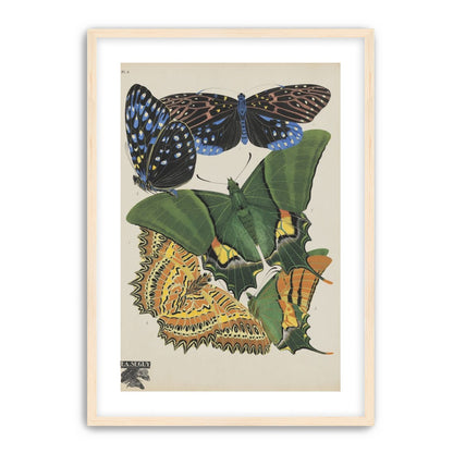 Butterflies on a pale plate