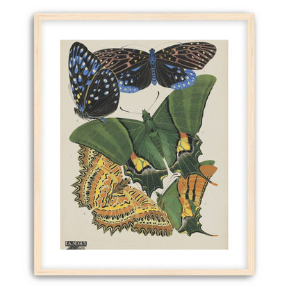 Butterflies on a pale plate