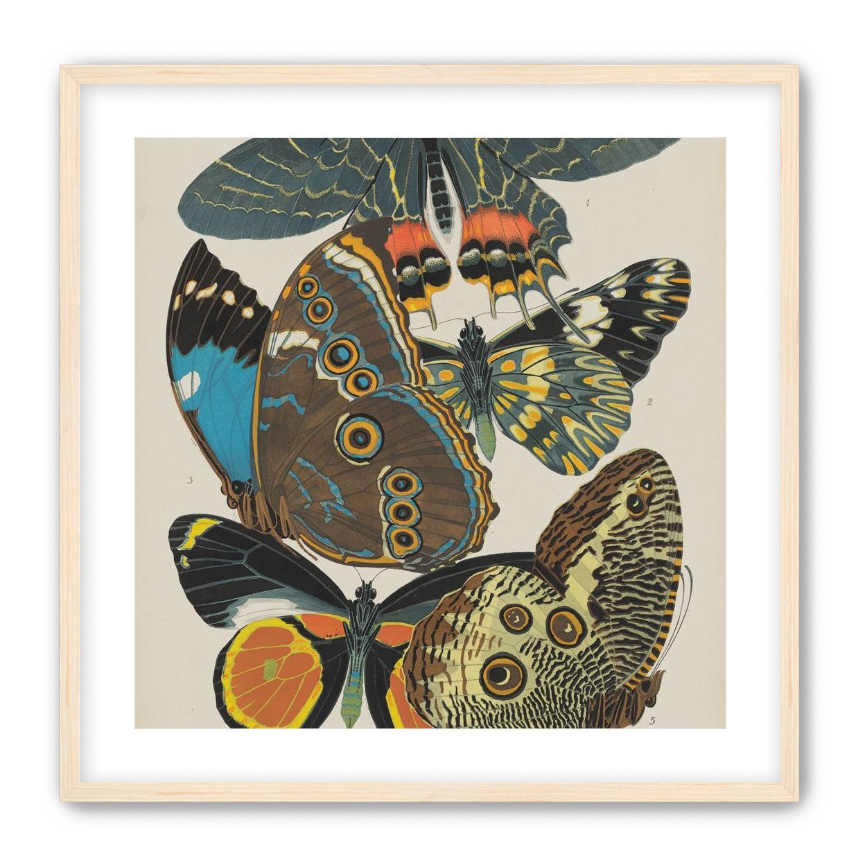 Five butterflies in quiet display