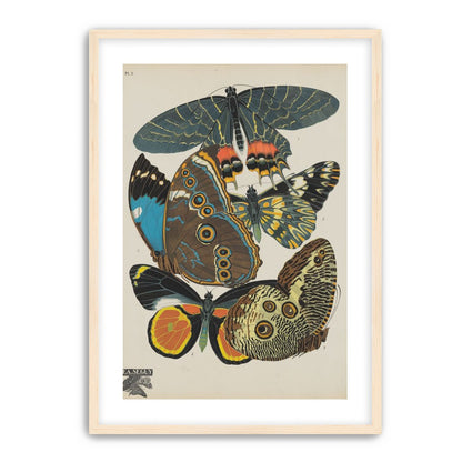 Five butterflies in quiet display