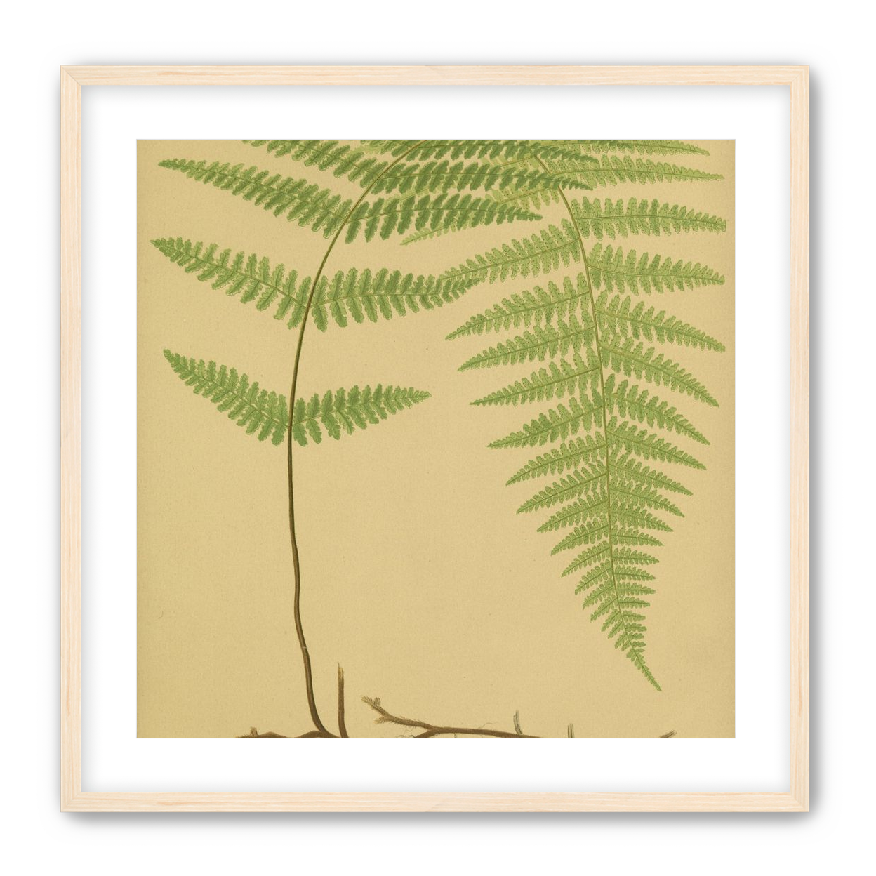 Green frond on tan paper