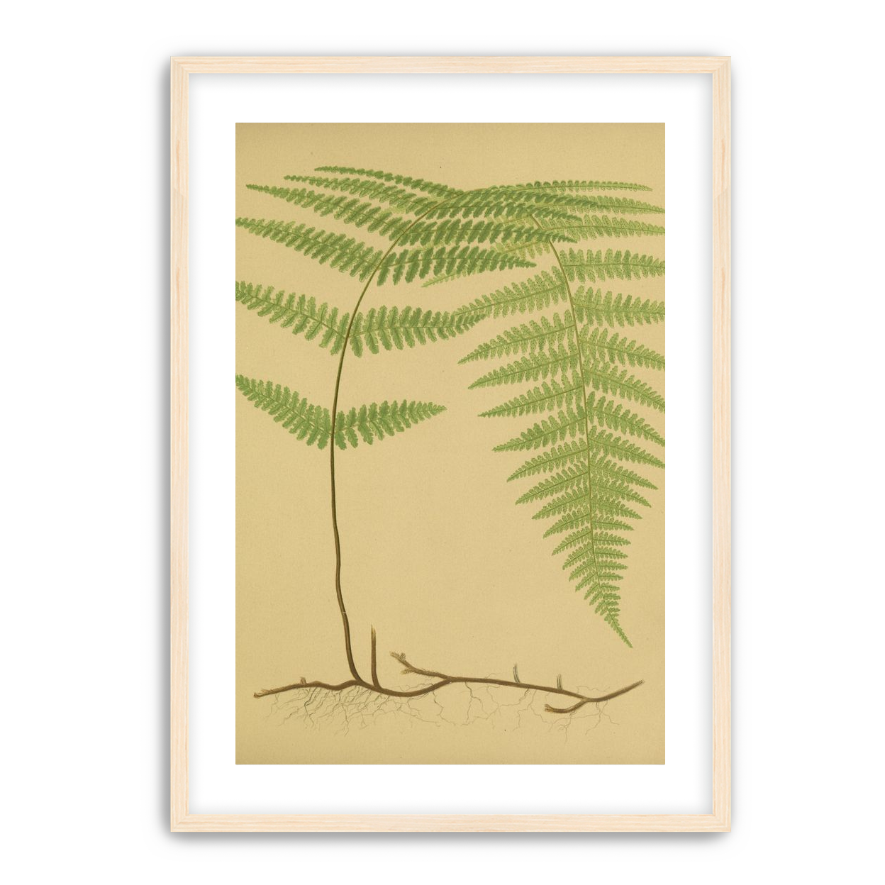 Green frond on tan paper