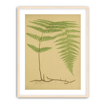 Green frond on tan paper