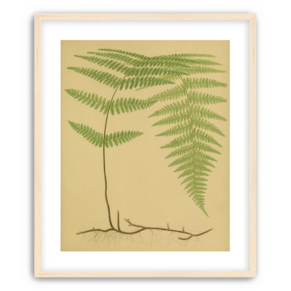 Green frond on tan paper