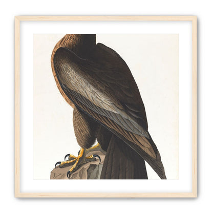 Brown hawk on rock