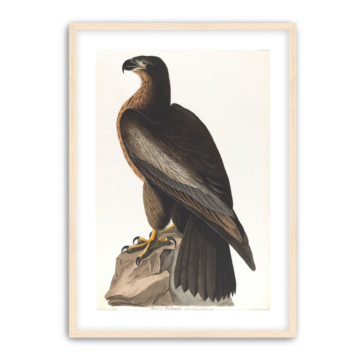 Brown hawk on rock