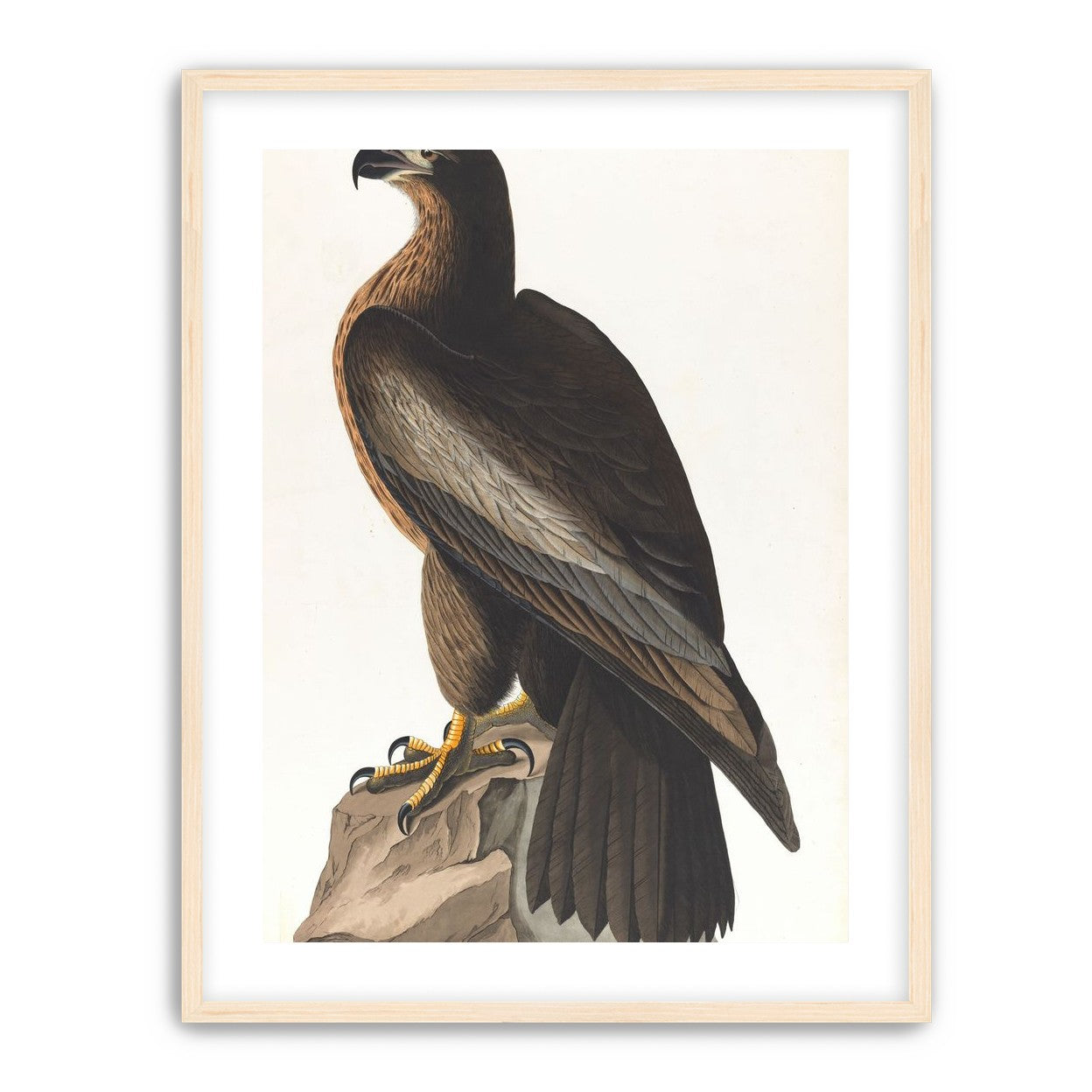 Brown hawk on rock