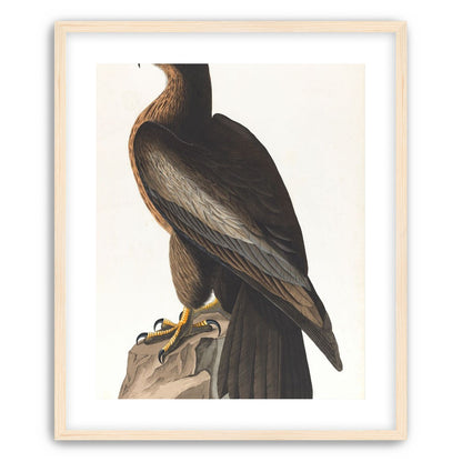 Brown hawk on rock