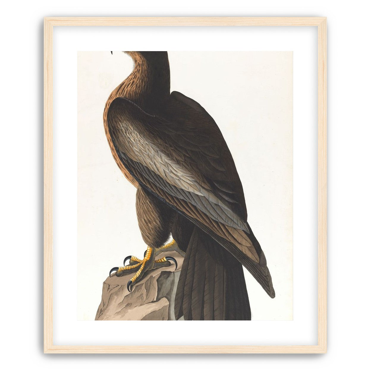 Brown hawk on rock