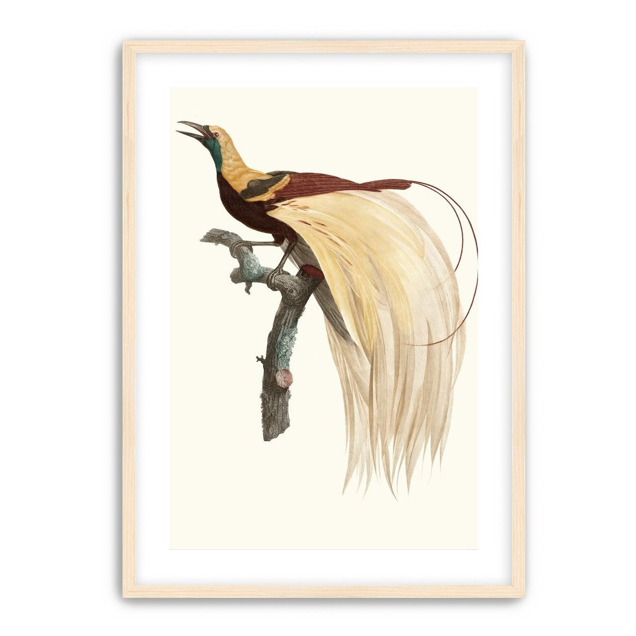 Open beak and trailing plumes